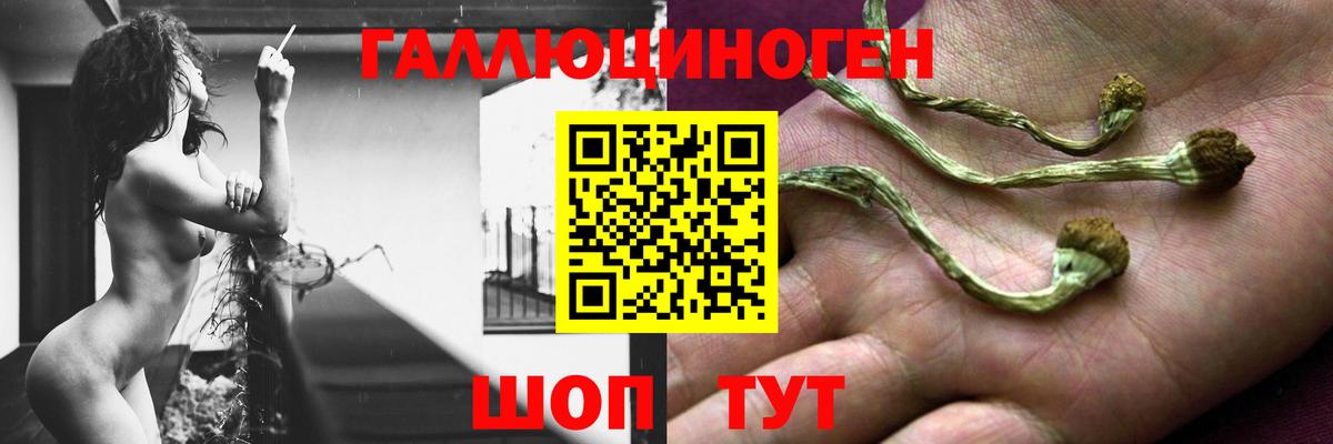 Лесной  Псилоцибиновые грибы GOLDEN TEACHER  Вход с VPN  Псилоцибиновые грибы прущие грибы 